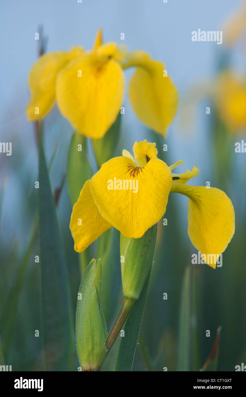 Iris jaune (Iris pseudacorus), Kent, Angleterre. Banque D'Images