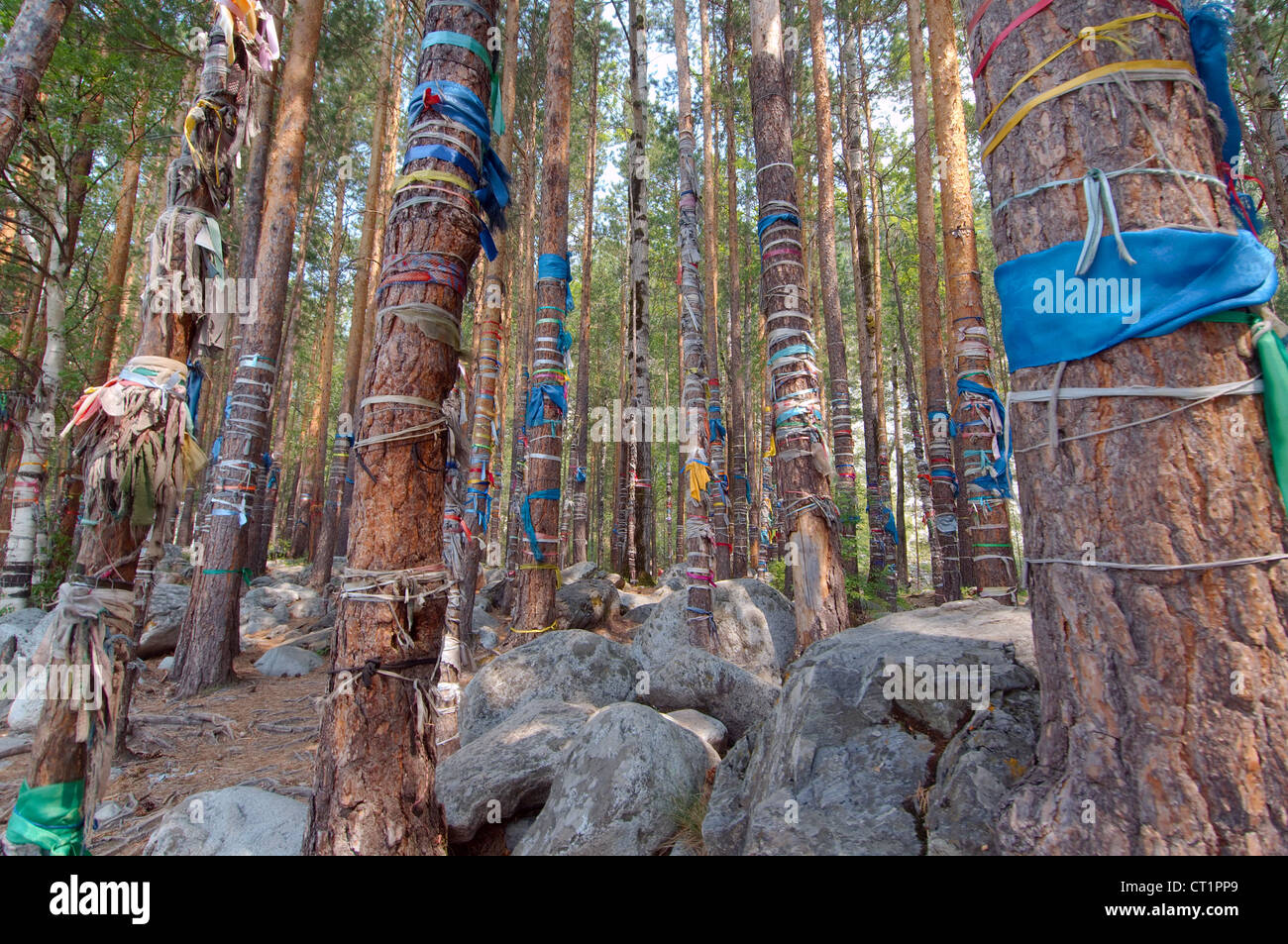 Le bosquet sacré, village Archan, Tunkinsky District, République de Bouriatie, en Sibérie, Fédération de Russie Banque D'Images