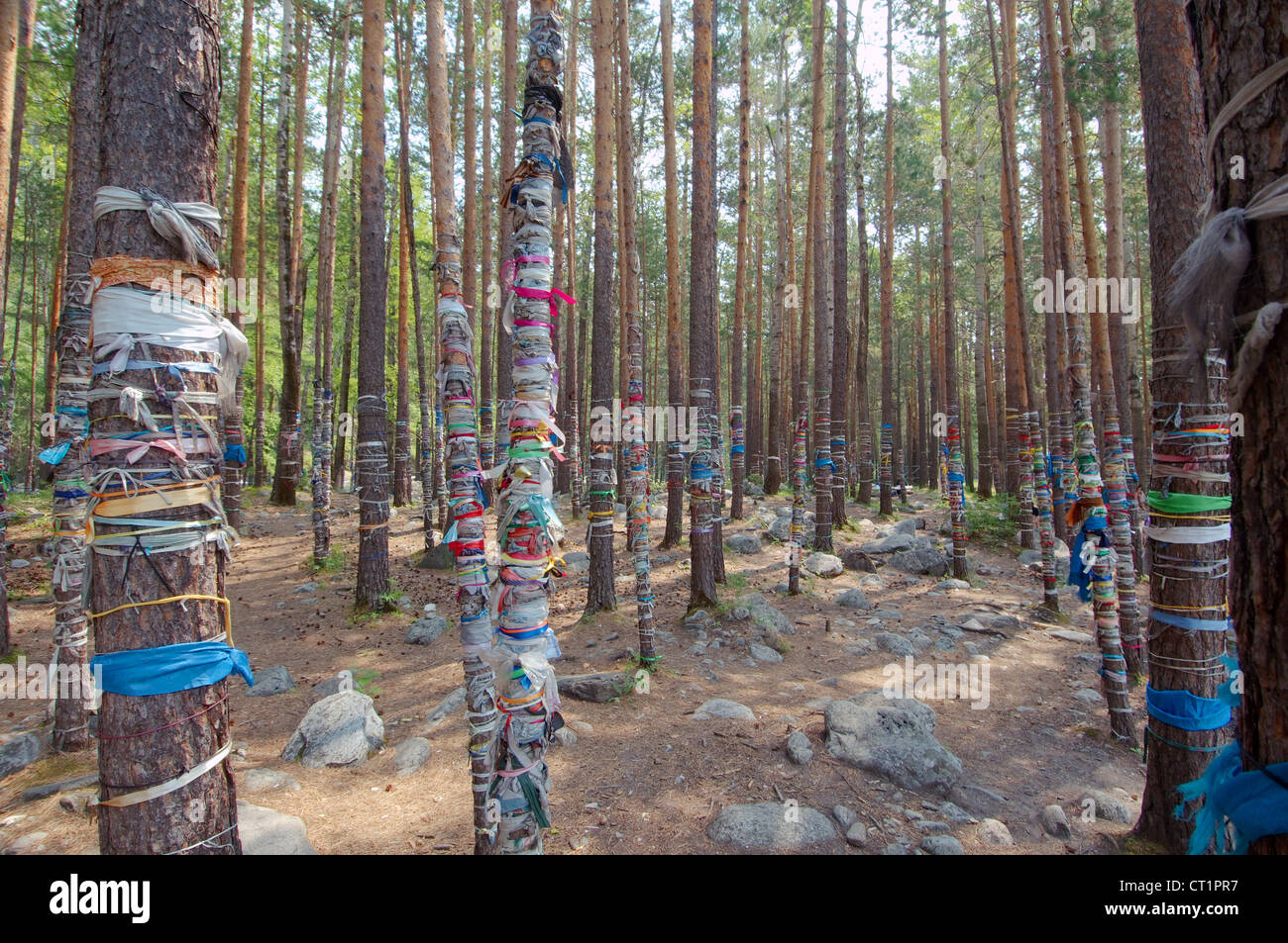 Le bosquet sacré, village Archan, Tunkinsky District, République de Bouriatie, en Sibérie, Fédération de Russie Banque D'Images