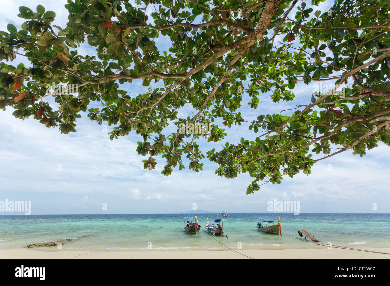 Plage tropicale avec amandier Terminalia catappa et long tail boats, Ko Phi Phi, Thaïlande Banque D'Images