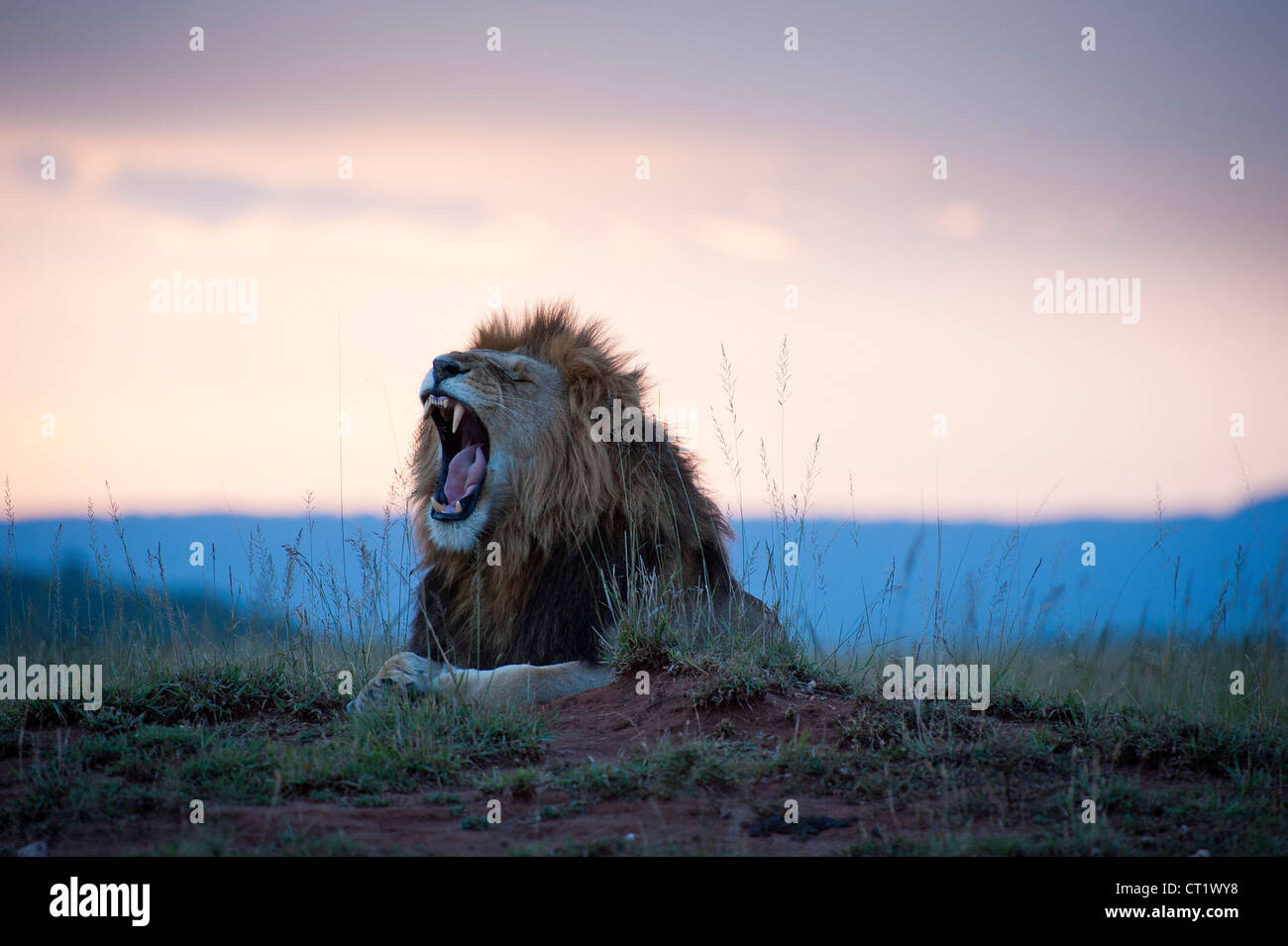 Roaring Lion au coucher du soleil Banque D'Images