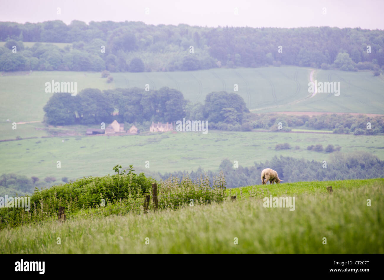 COTSWOLDS, Angleterre — les moutons paissent paisiblement dans les champs verdoyants de la campagne des Cotswolds, leurs toiles blanches contrastant avec l'herbe verte luxuriante. Le paysage vallonné est caractéristique de cette zone désignée de beauté naturelle exceptionnelle (AONB) dans le centre-sud de l'Angleterre. La région des Cotswolds s'étend sur environ 800 kilomètres carrés à travers cinq comtés, connus pour ses villages de calcaire doré distinctifs, ses forêts anciennes et son agriculture pastorale traditionnelle. Les moutons font partie intégrante de l'économie et du paysage de la région depuis des siècles, aidant à maintenir les prairies à courte récolte qui définissent Banque D'Images