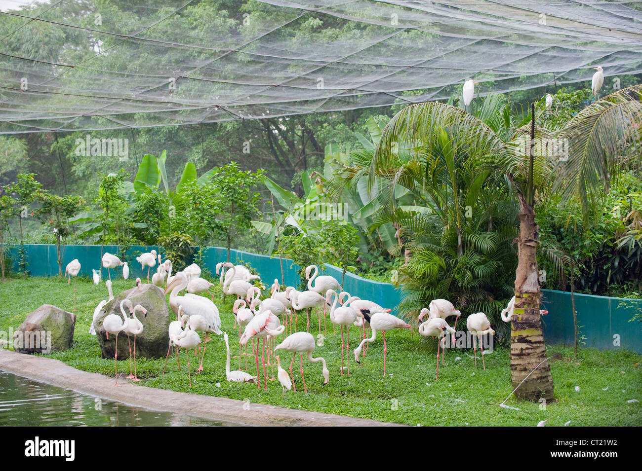 Flamingo, KL Bird Park, Kuala Lumpur, Malaisie, Asie du Sud Est Banque D'Images