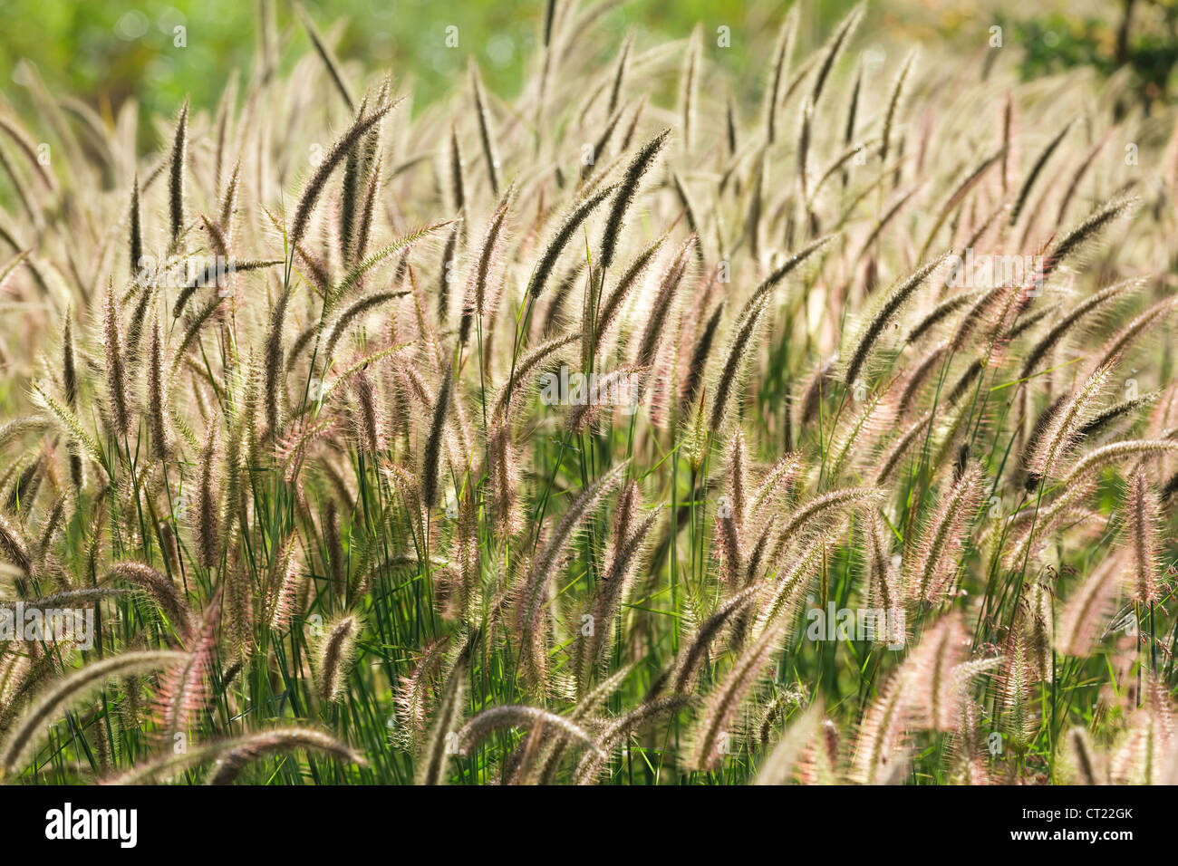Céréales sauvages tropicaux sous la lumière du soleil chaude meadow Banque D'Images