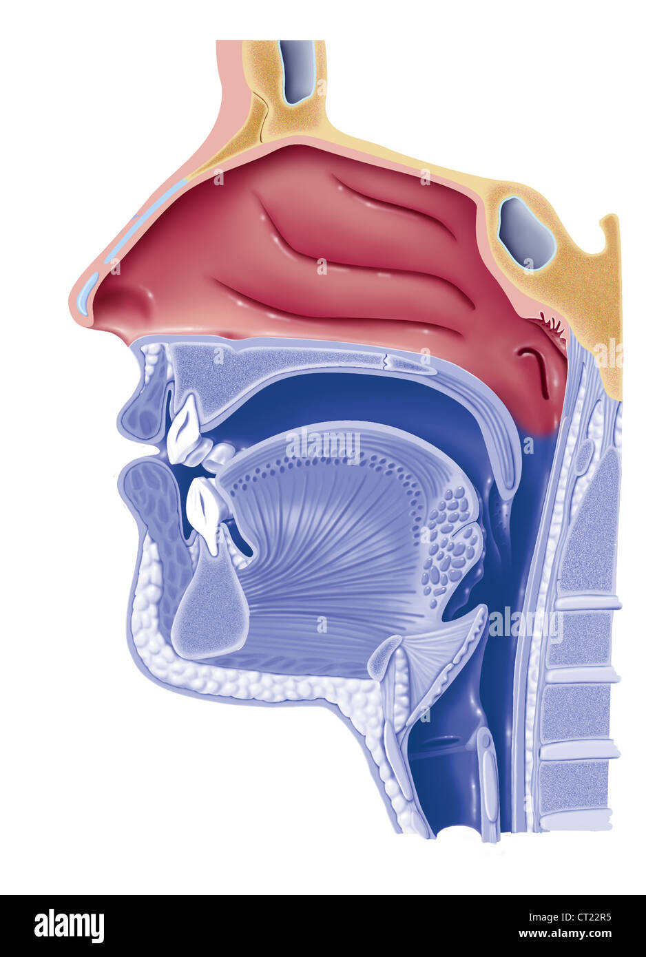 PHARYNX, dessin Banque D'Images