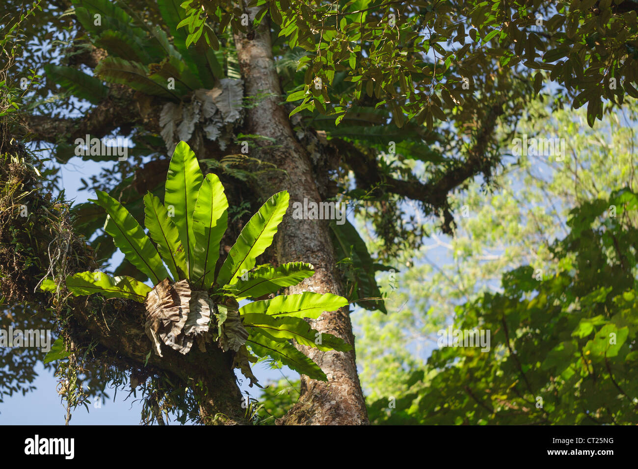 Nidus asplenium fougère épiphyte, growing on tree trunk, Malaisie rainforest Banque D'Images