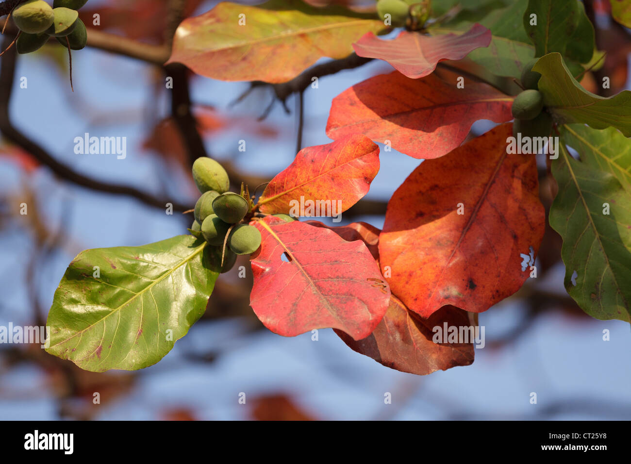 Détail de l'Asie tropicale Terminalia catappa amandier Banque D'Images