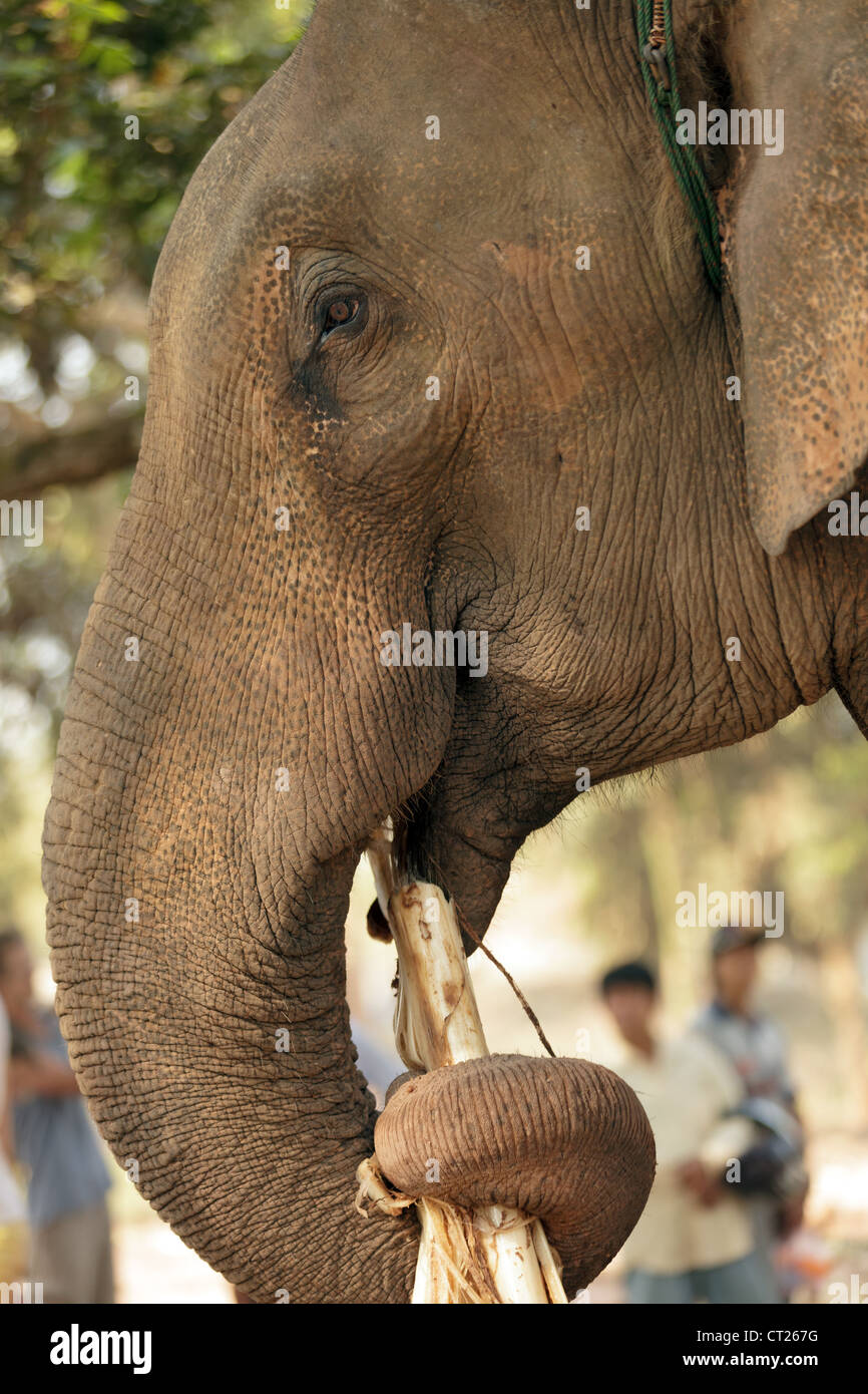 Manger de l'éléphant d'Asie bananier branches, Laos Banque D'Images