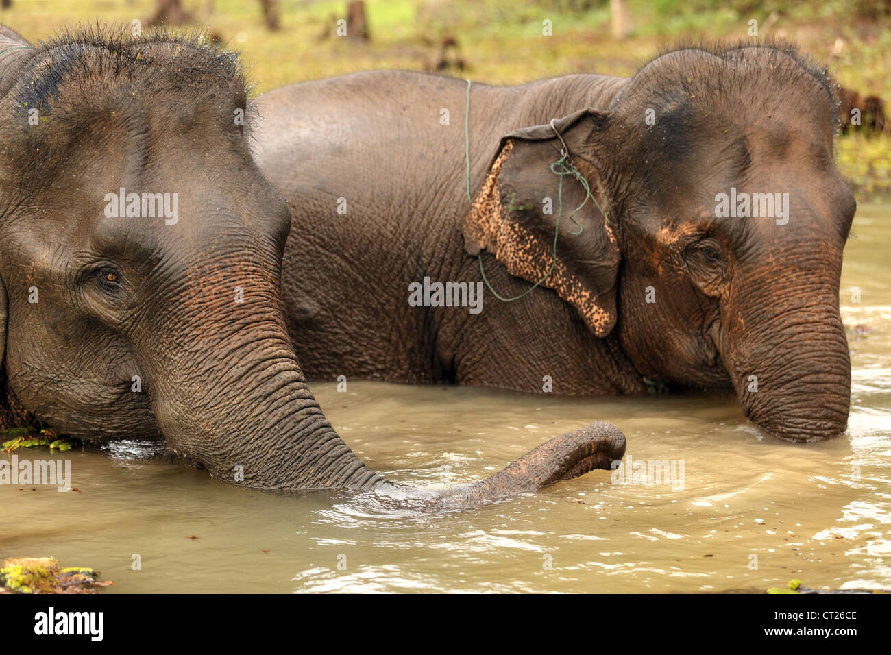 L'éléphant d'asie se baigner dans l'eau boueuse, Laos Banque D'Images