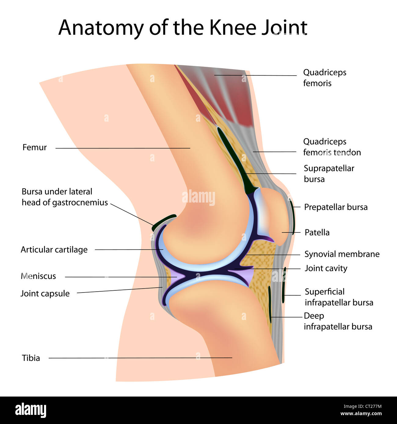 Anatomie de l'articulation du genou, étiqueté Banque D'Images