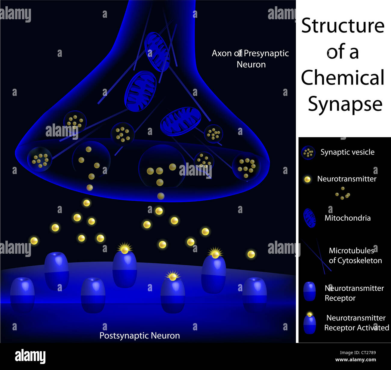 Scientifiquement précise la structure d'une synapse Banque D'Images