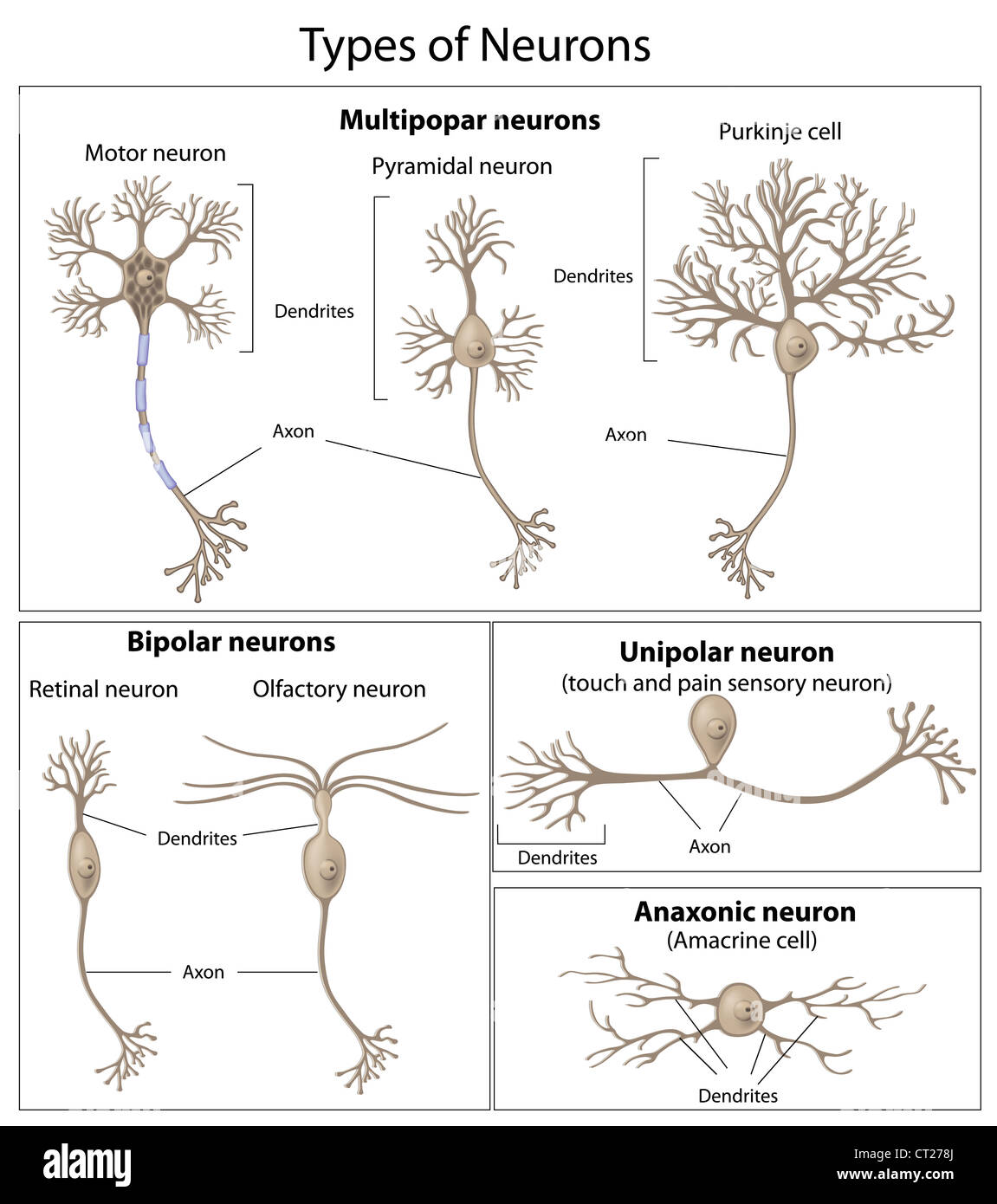 Types de neurones Banque D'Images