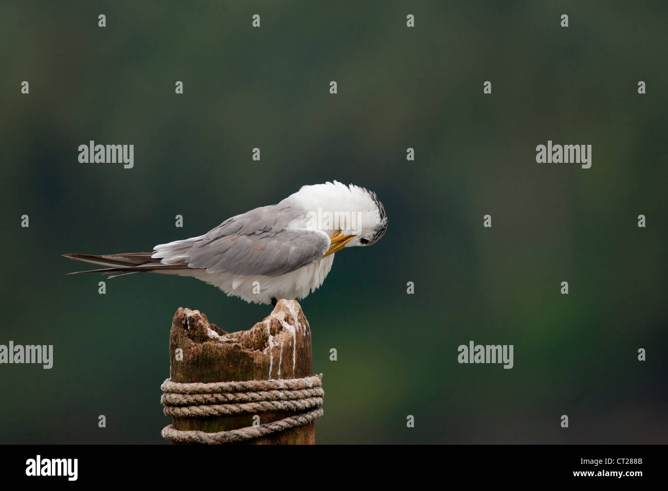 Plus de Crested Tern sur un perchoir à Goa backwaters près du pont de Zuari Vasco , un superbe endroit pour les oiseaux d'eau Banque D'Images