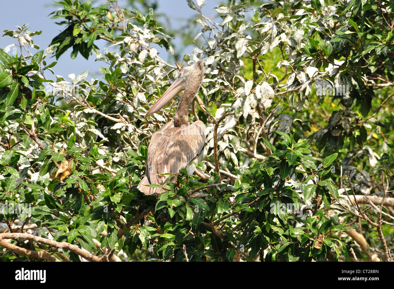 Spottedbilled indien Pelican Banque D'Images