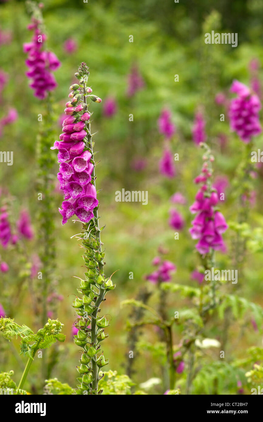 L'accent sur les plantes de la digitale rose à fleurs (Digitalis purpurea). Banque D'Images