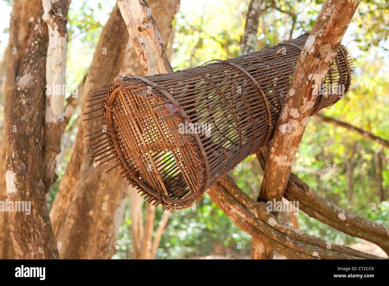 Ouvrez la cage dans la forêt tropicale avec de beaux bokeh Banque D'Images