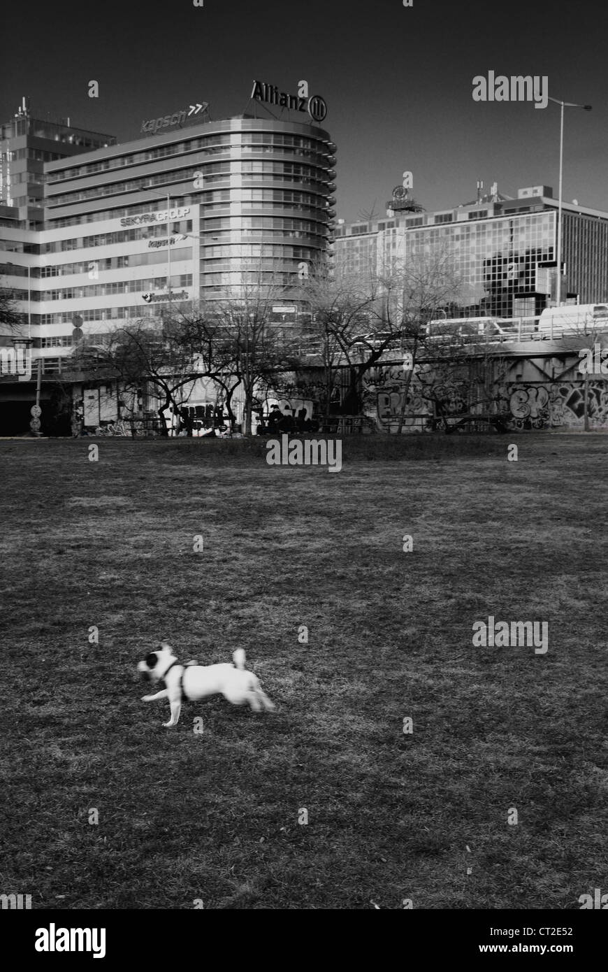 Chien qui court dans le parc de la ville, Prague, République tchèque - Mars 2011 Banque D'Images