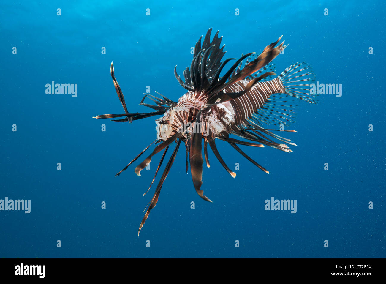 Poisson-papillon envahissantes harponnées par plongeur, Pterois volitans, mer des Caraïbes, la Dominique Banque D'Images