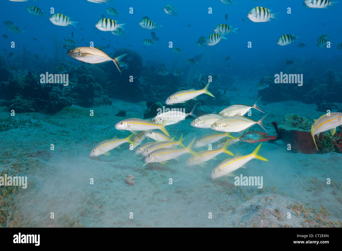 Goatfishes l'albacore et le Sergent Major Mulloidichthys martinicus, poisson, Abudefduf saxatilis, mer des Caraïbes, la Dominique Banque D'Images