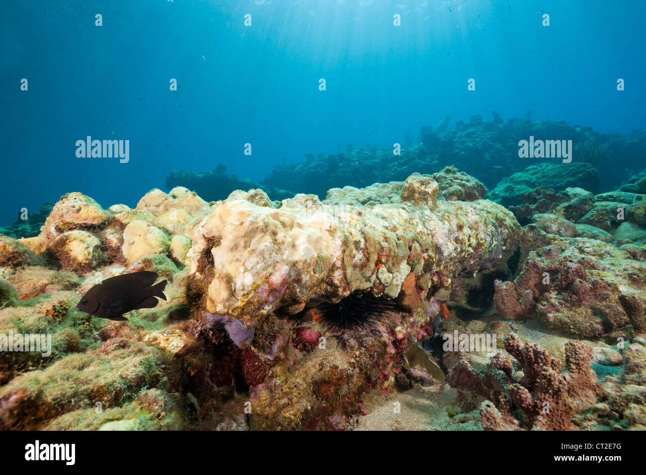 Couvrant les coraux vieux Cannon, mer des Caraïbes, la Dominique Banque D'Images