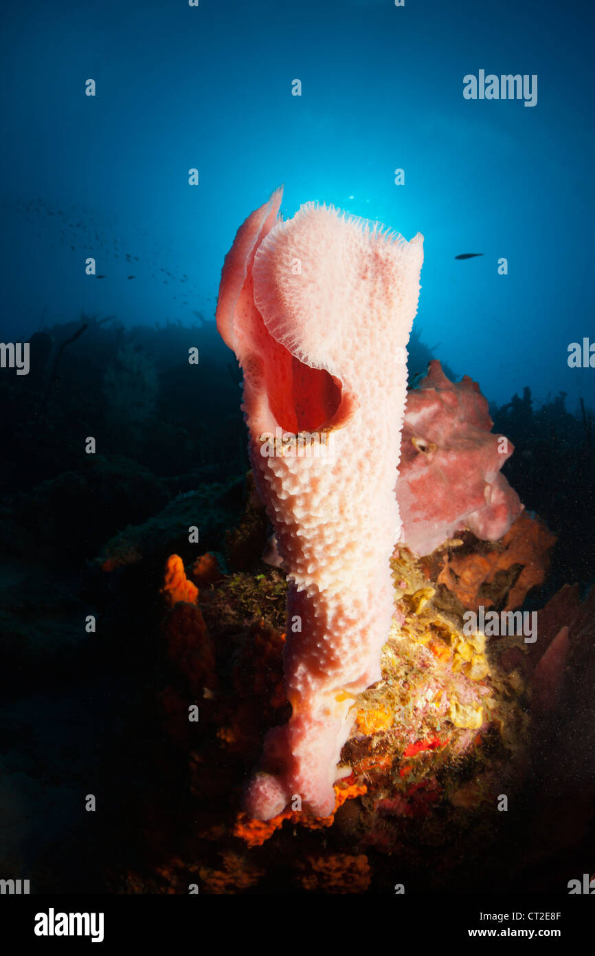 Les récifs coralliens des Caraïbes, mer des Caraïbes, la Dominique Banque D'Images Les récifs coralliens des Caraïbes, mer des Caraïbes, la Dominique Banque D'Images