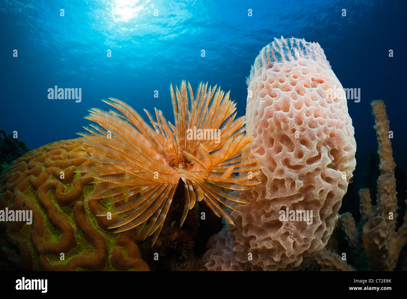 Les récifs coralliens des Caraïbes, mer des Caraïbes, la Dominique Banque D'Images
