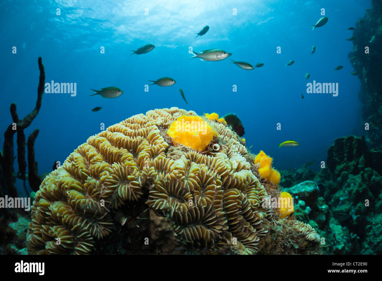Les récifs coralliens des Caraïbes, mer des Caraïbes, la Dominique Banque D'Images