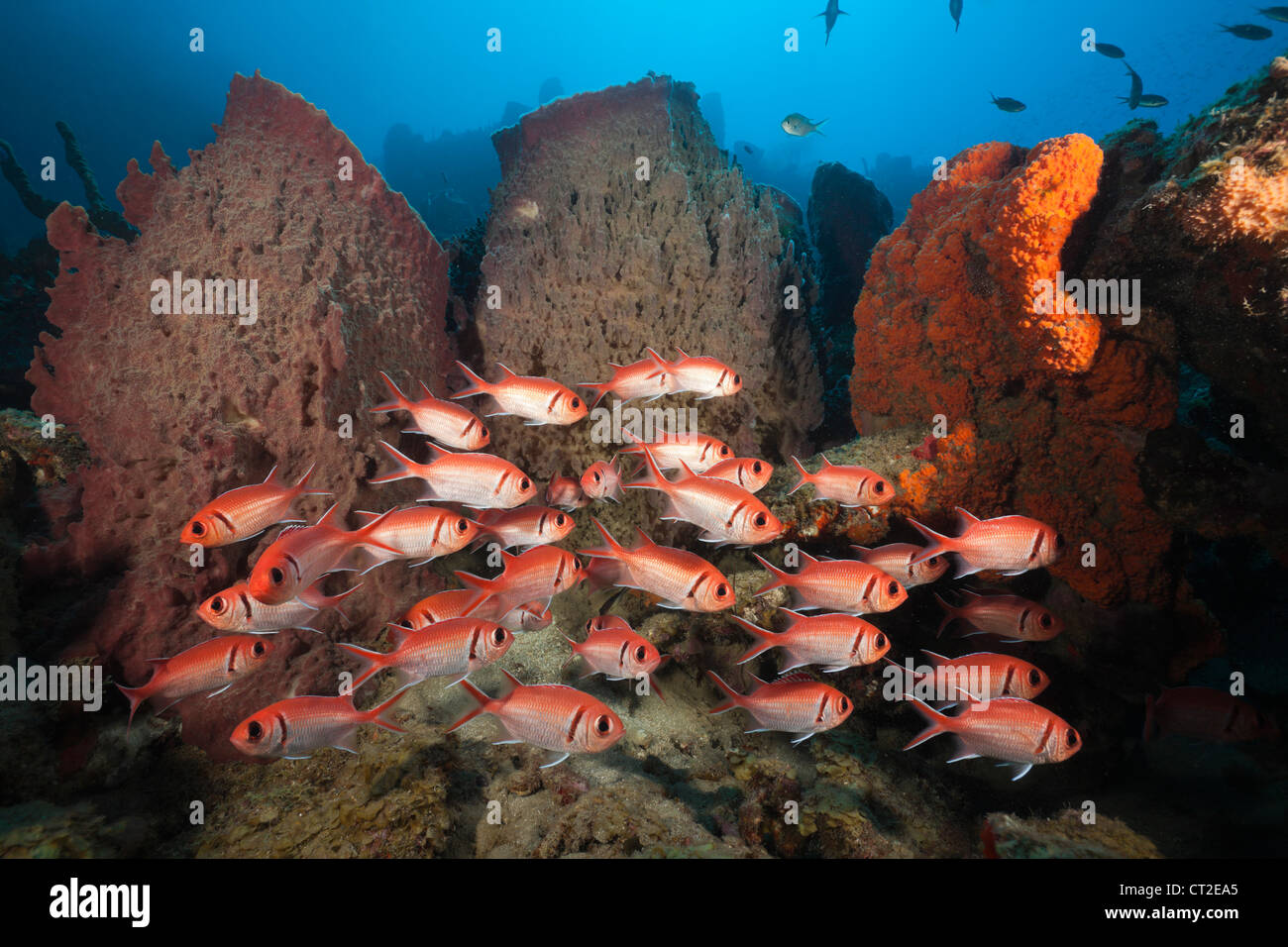 Soldierfish sur Coral Reef, Myripristis jacobus, mer des Caraïbes, la Dominique Banque D'Images