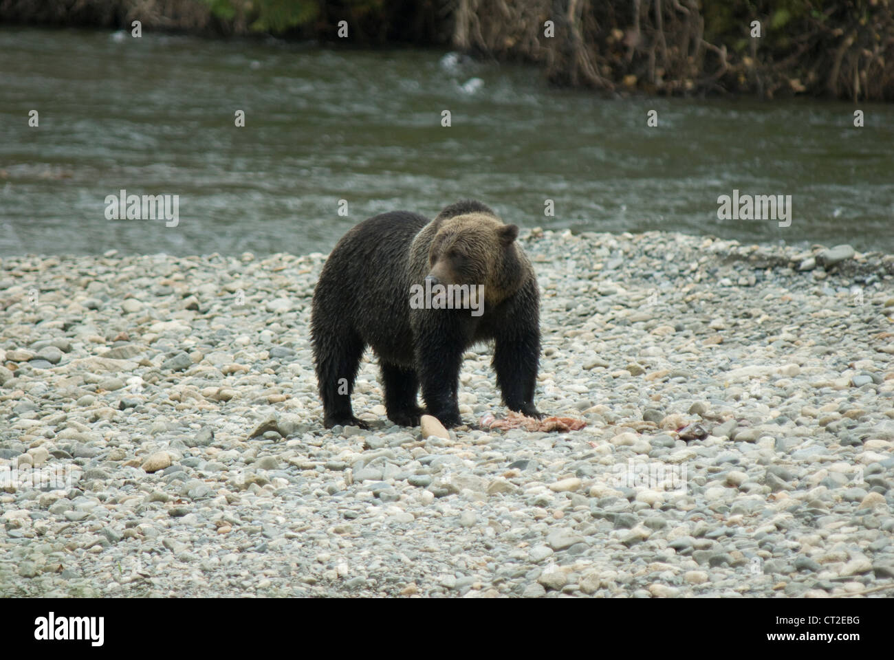 Ours grizzli (Ursus arctos) dans la région de Bella Coola (Colombie-Britannique) Banque D'Images