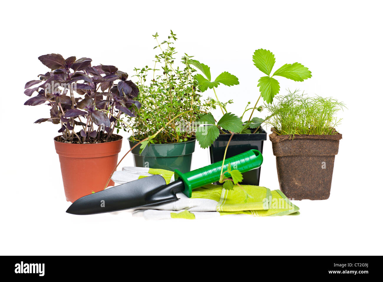 Plantes et plantules avec outils de jardinage isolated on white Banque D'Images