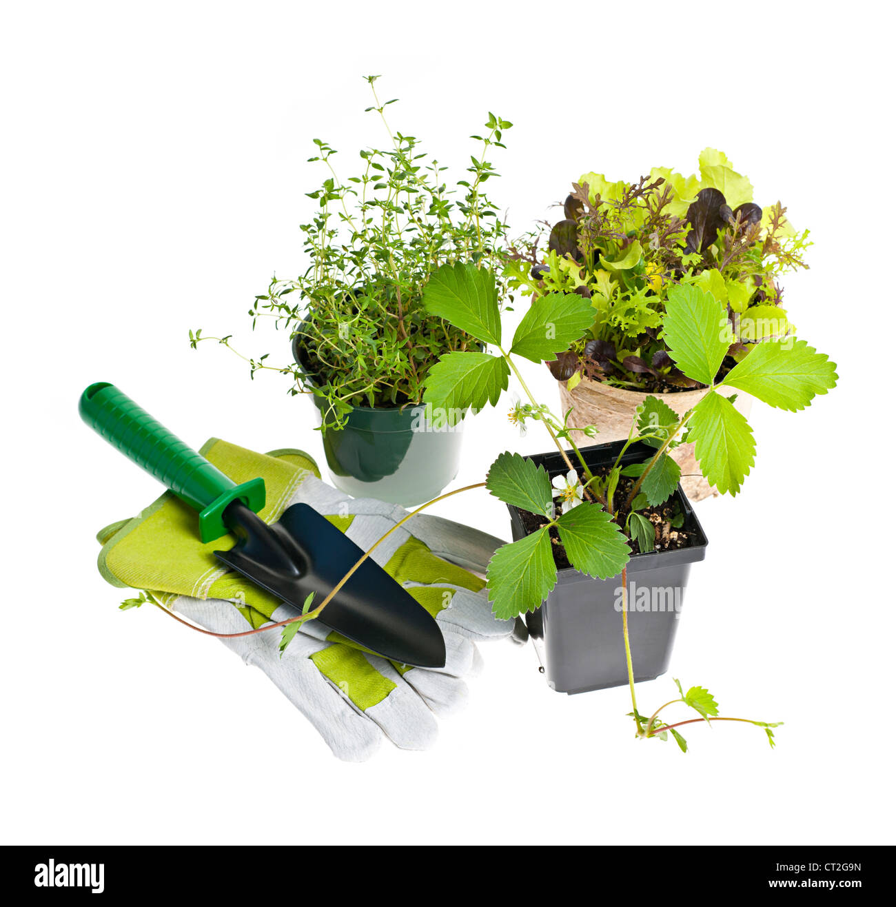 Plantes et plantules avec outils de jardinage isolated on white Banque D'Images