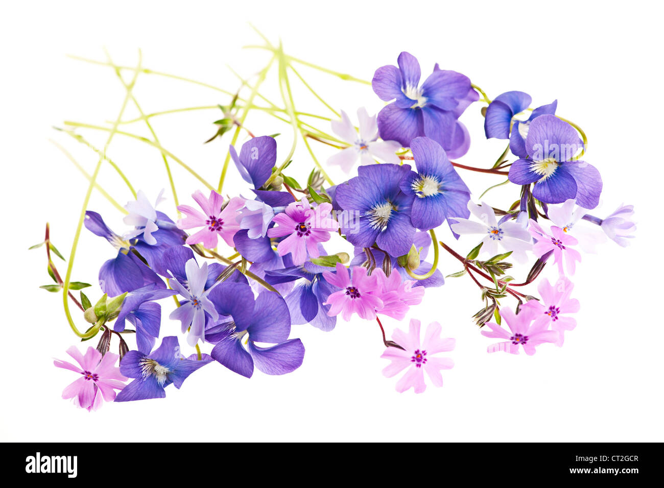 Violette et mauve rose mousse de fleurs de printemps arrangement isolé sur fond blanc Banque D'Images
