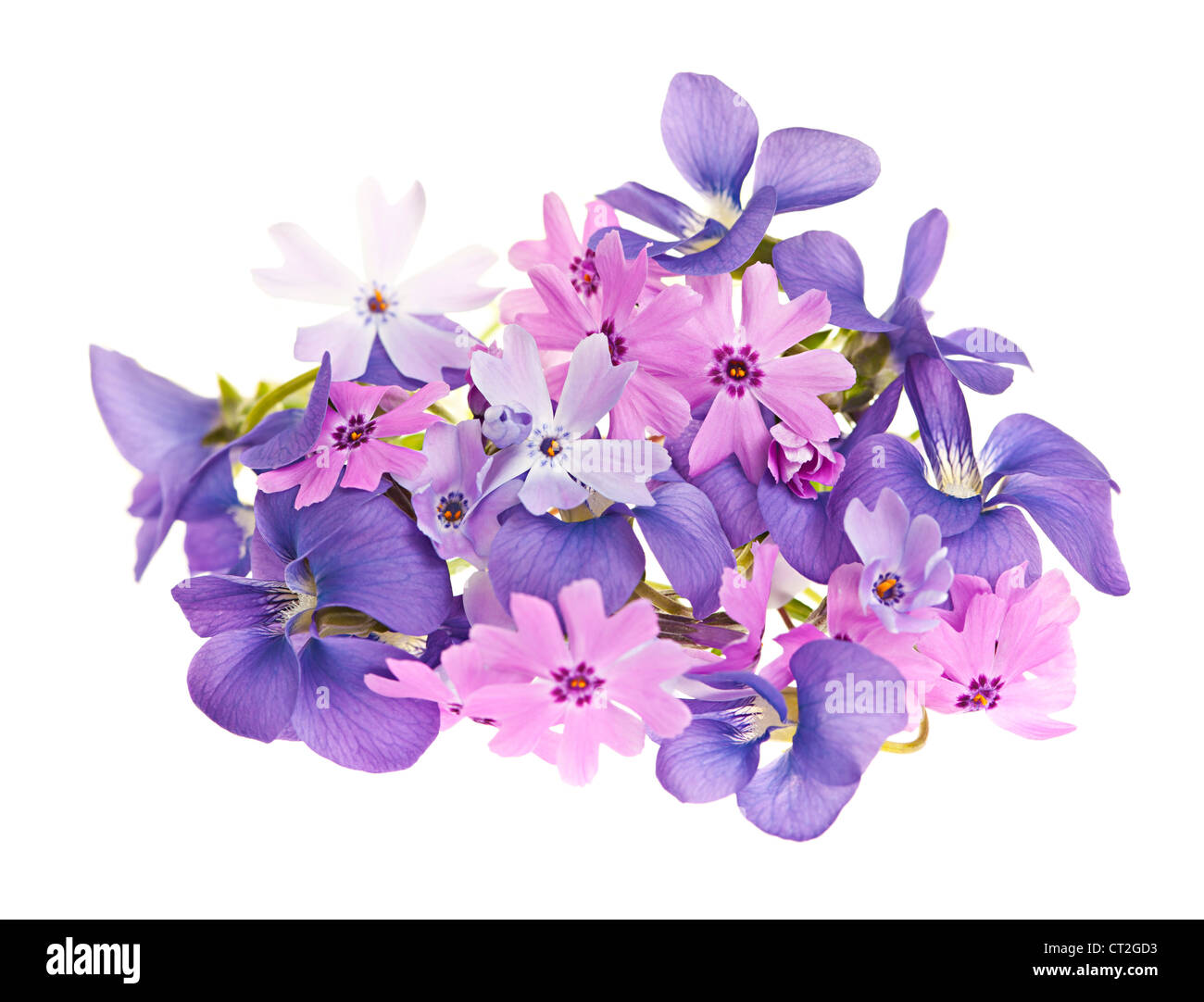 Arrangement de fleurs violettes mauve et moss rose isolé sur fond blanc Banque D'Images