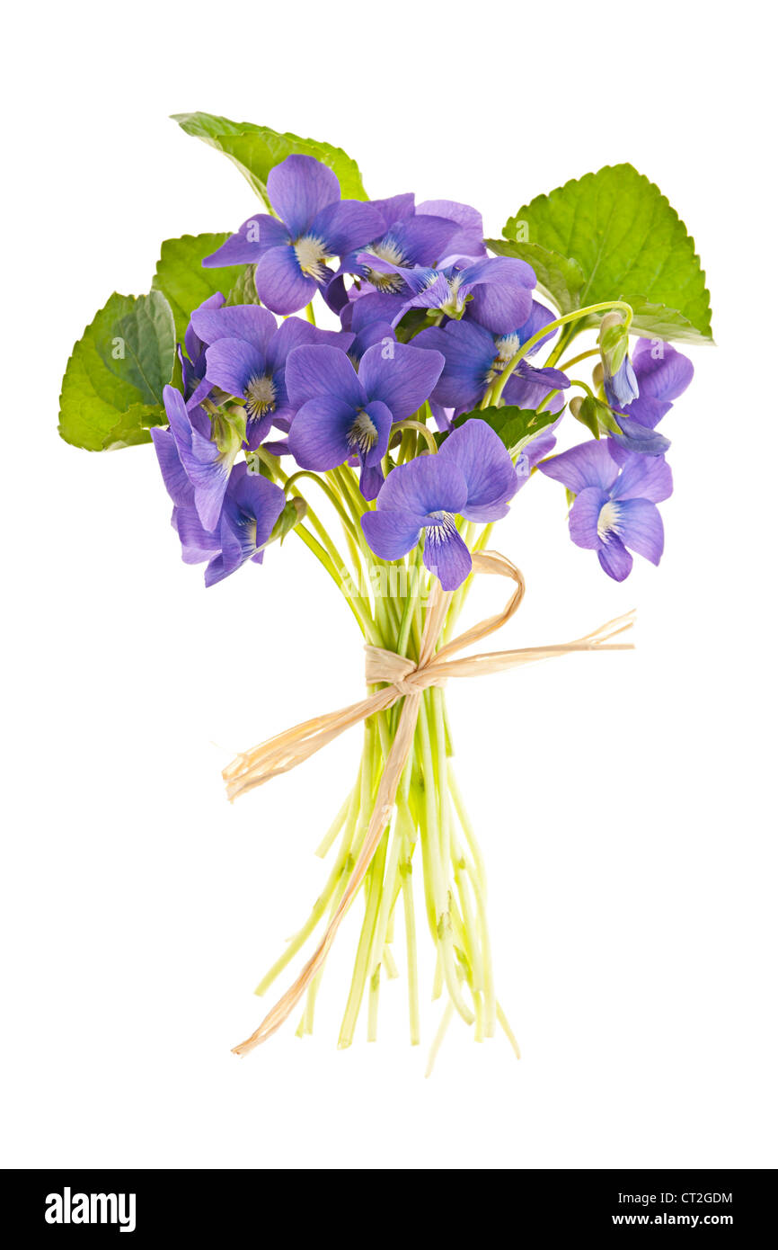 Bouquet de Violettes sauvages mauve attaché avec bow isolated on white Banque D'Images
