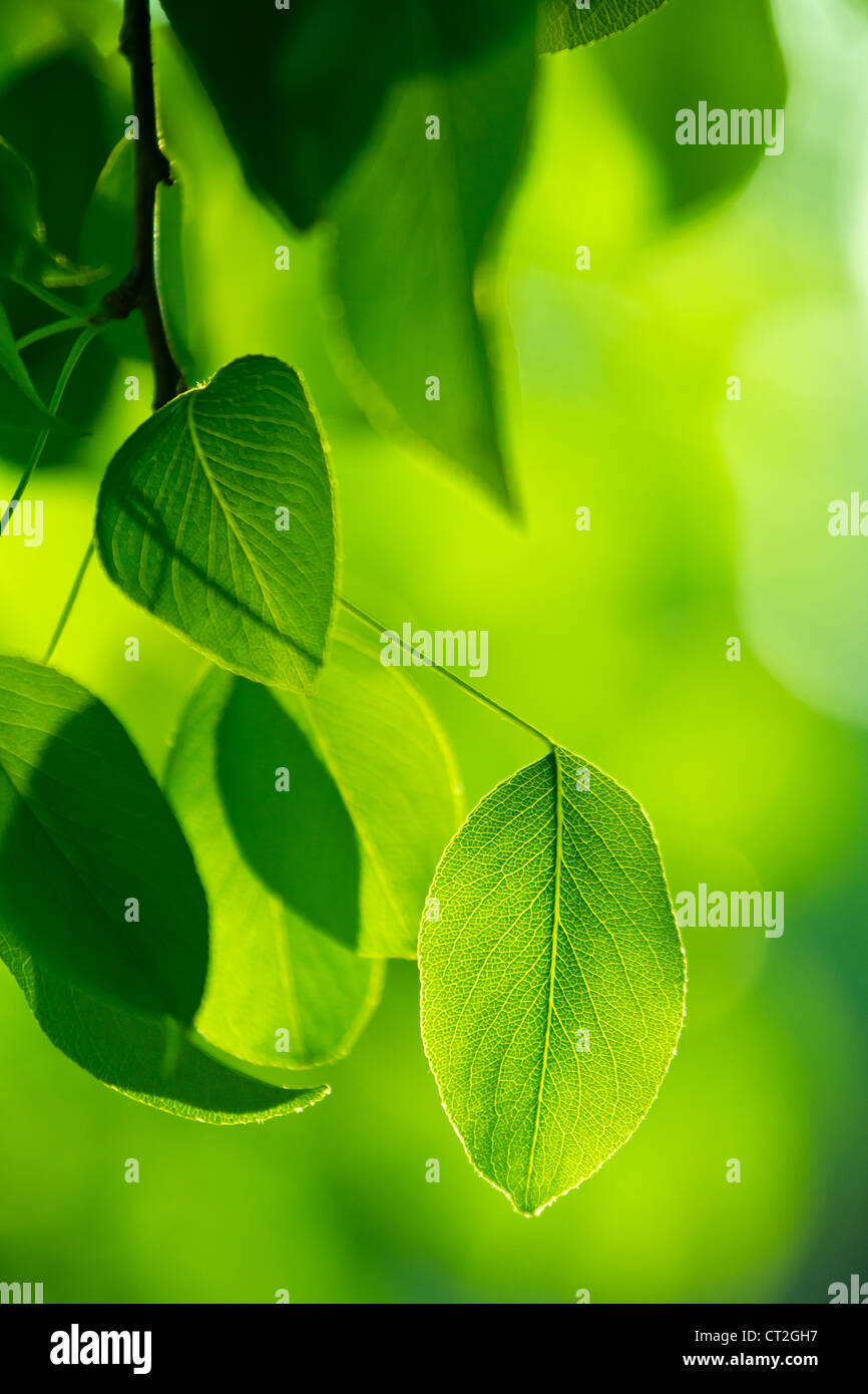 Les feuilles vertes dans le rayons de soleil Banque D'Images
