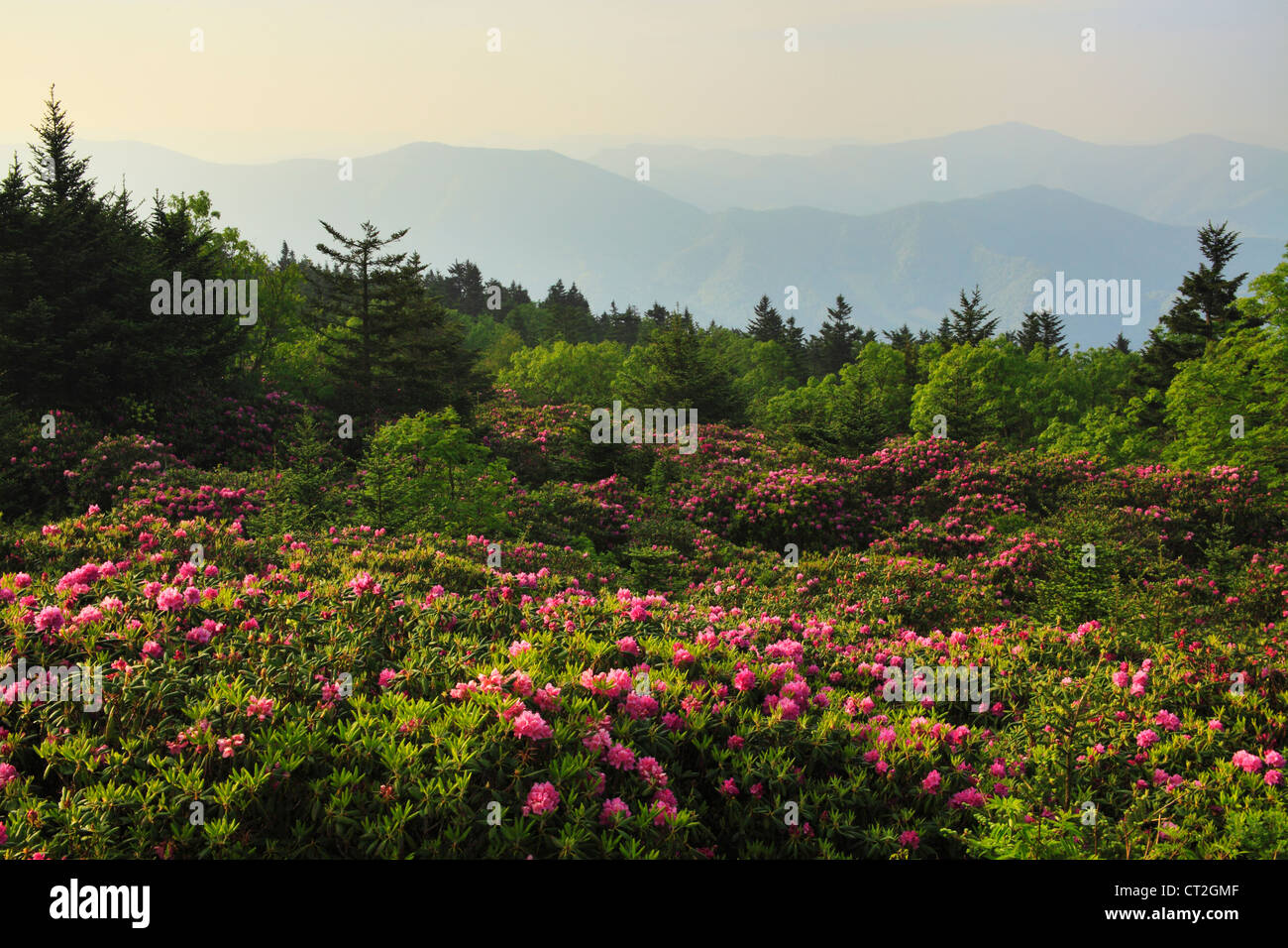 Bouton haut Rhodorendron rouanne Gardens, Roan Mountain, Carver's Gap, New York / New York, USA Banque D'Images