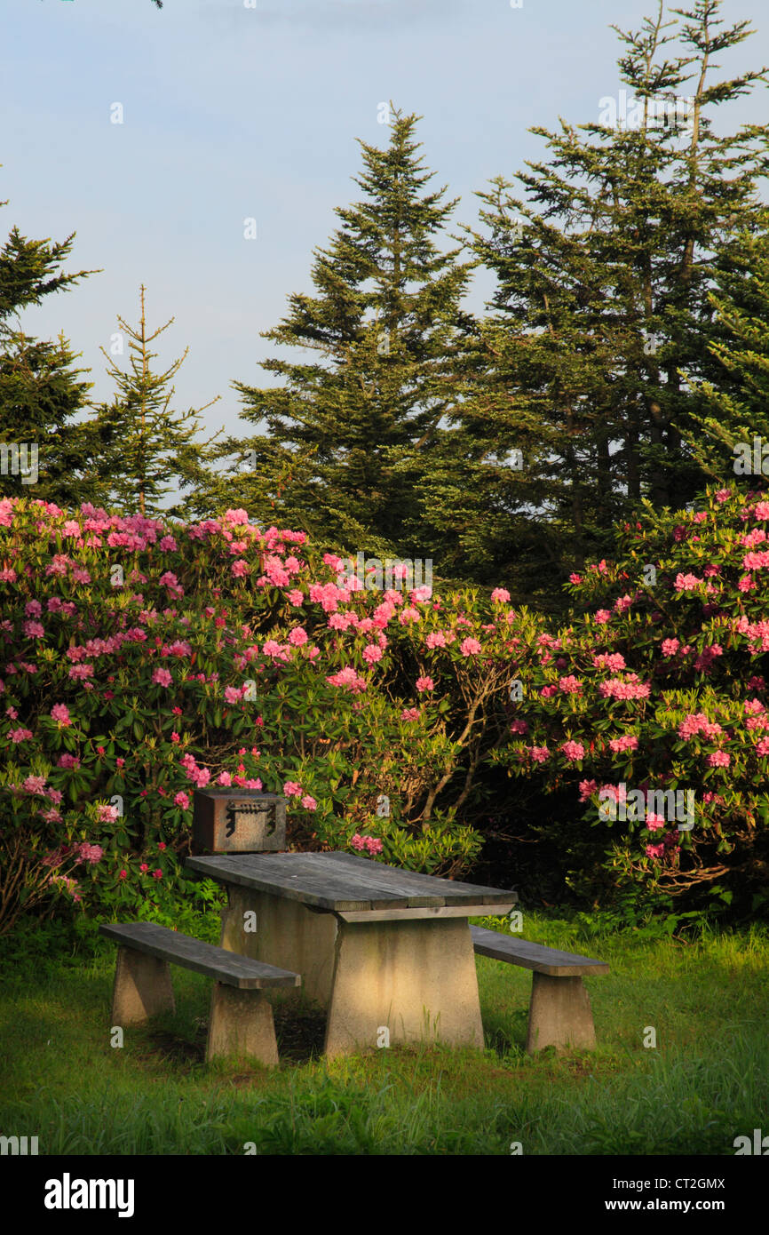 Bouton haut Rhodorendron rouanne Gardens, Roan Mountain, Carver's Gap, New York / New York, USA Banque D'Images