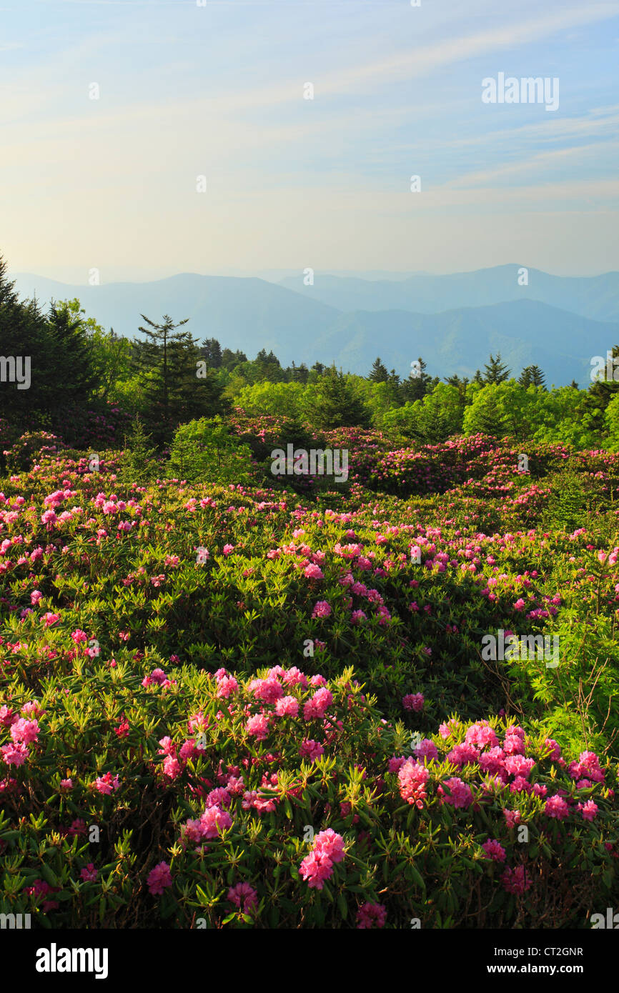 Bouton haut Rhodorendron rouanne Gardens, Roan Mountain, Carver's Gap, New York / New York, USA Banque D'Images