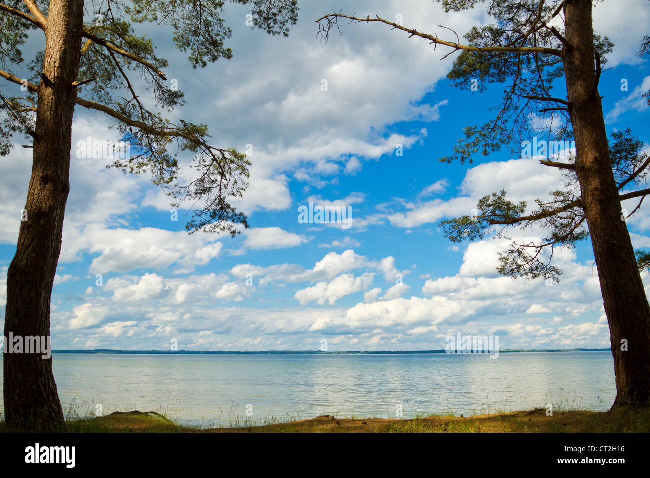 Pins au lac paisible coast Banque D'Images