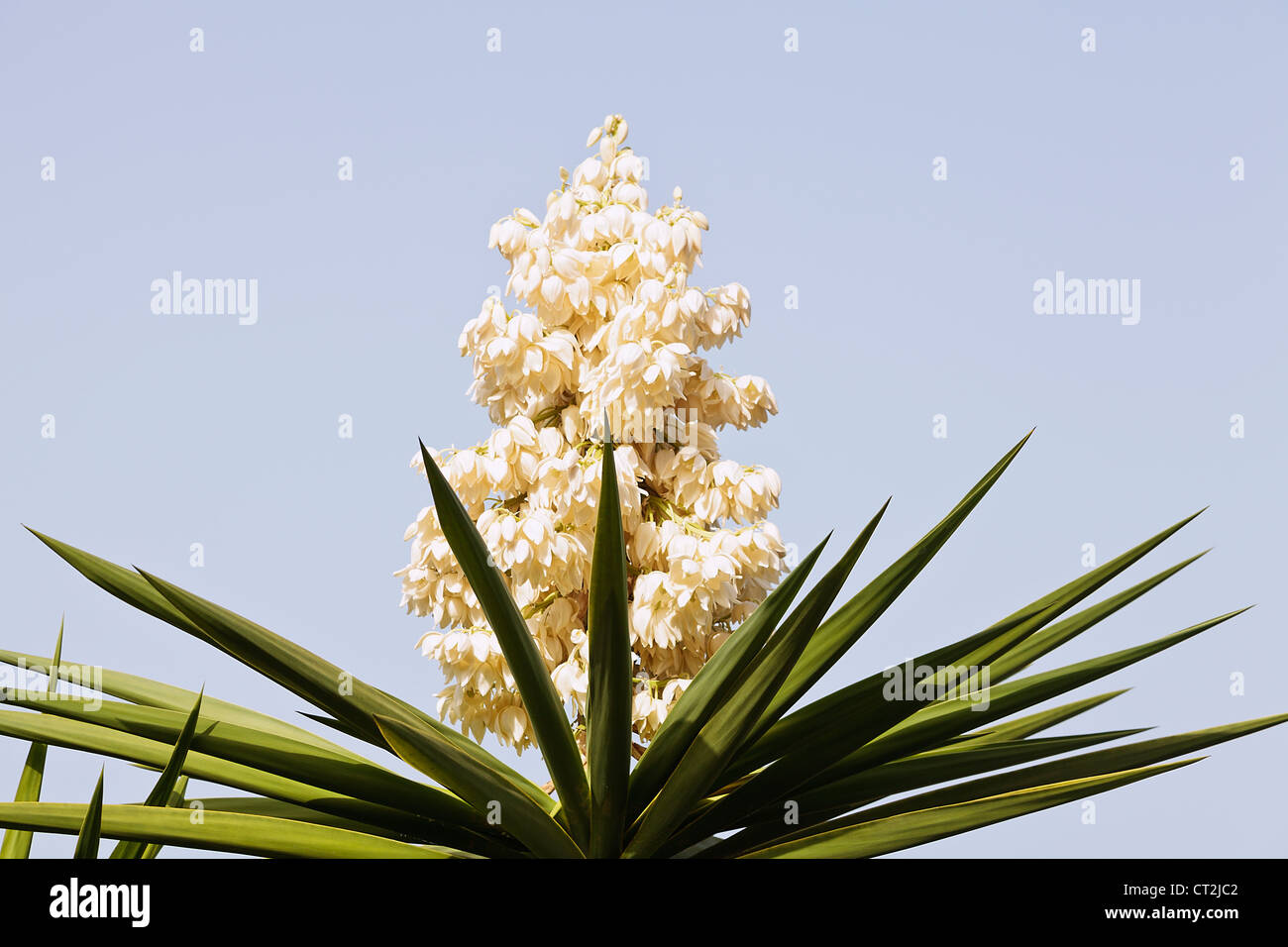 Yucca filamentosa, communément appelé Adam's needle en fleur Banque D'Images