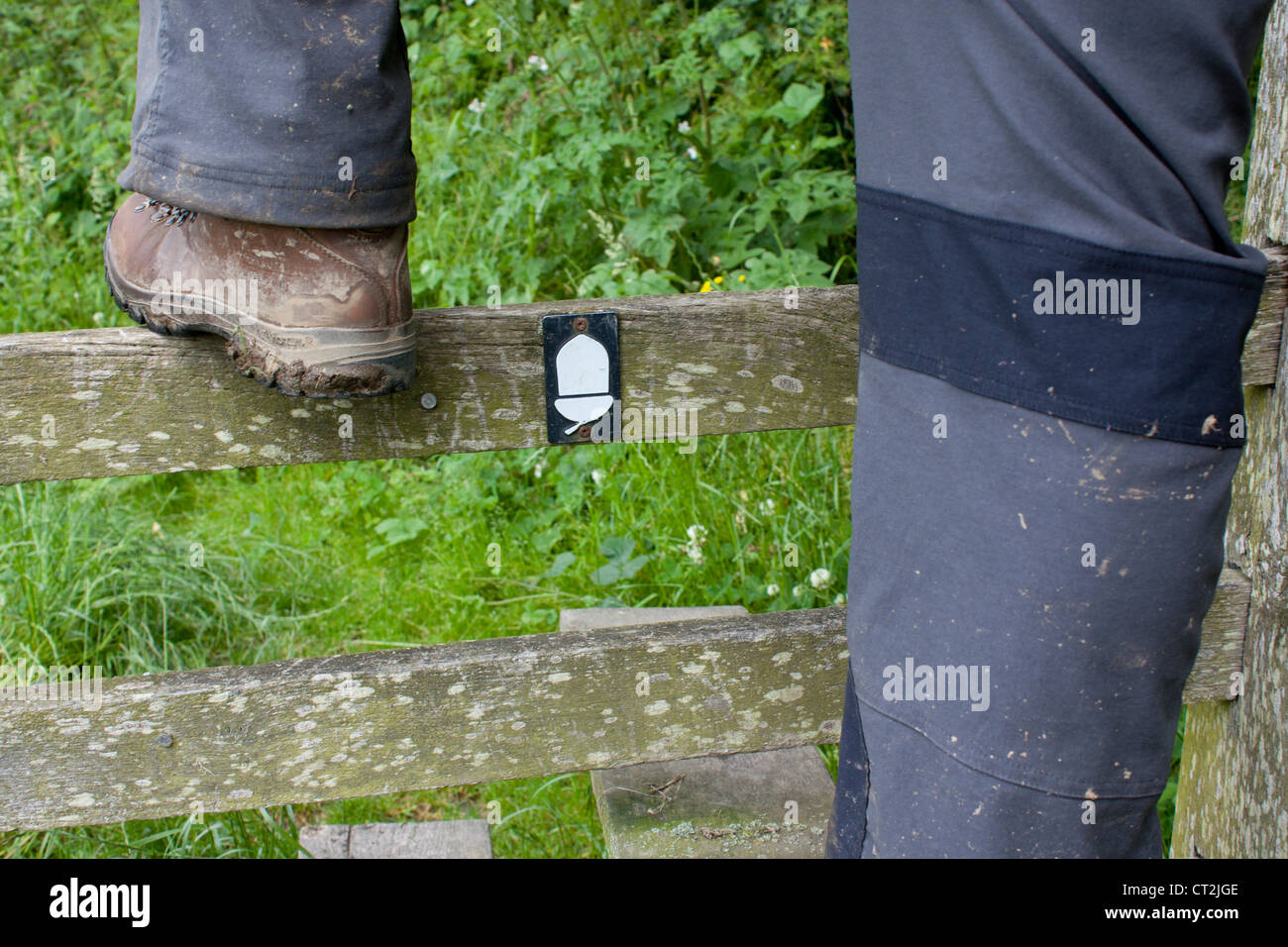 Capture d générique walker en bois avec style d'escalade Sentier National acorn lent Offa's Dyke Path Powys Pays de Galles UK Banque D'Images