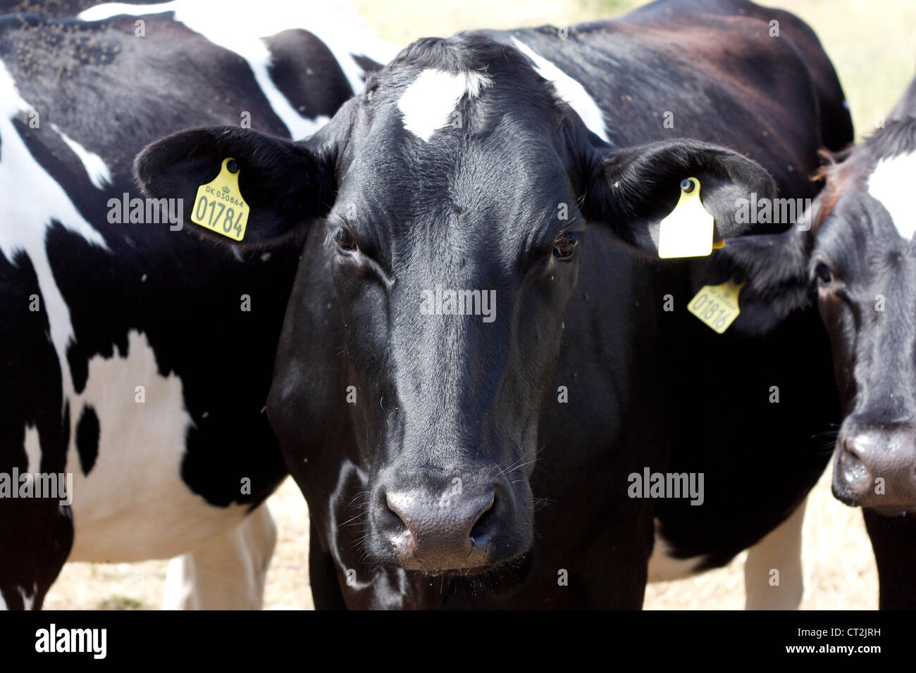 Une vache à la recherche dans l'appareil photo Banque D'Images
