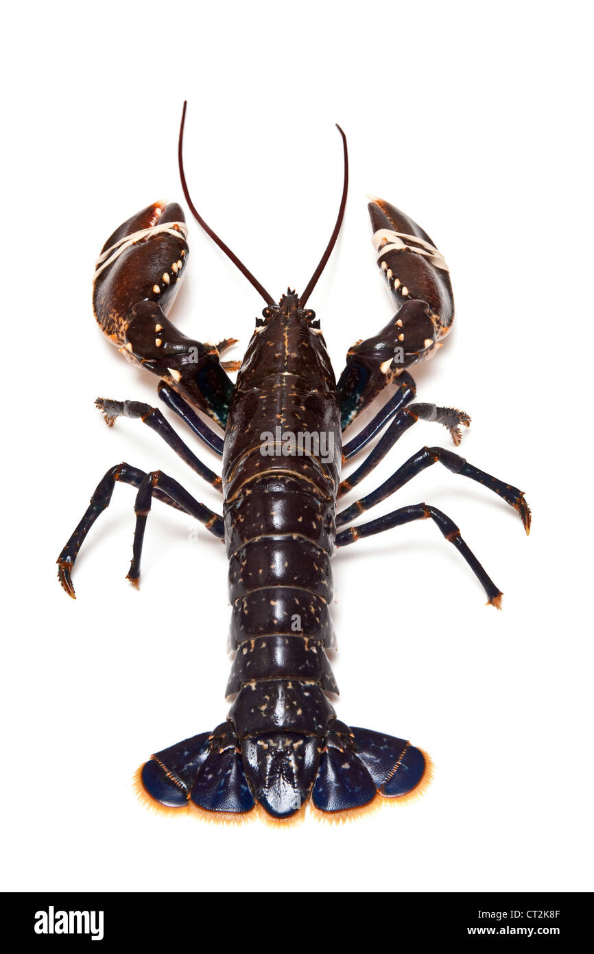 Le homard européen (Homarus gammarus) isolated on a white background studio. Banque D'Images