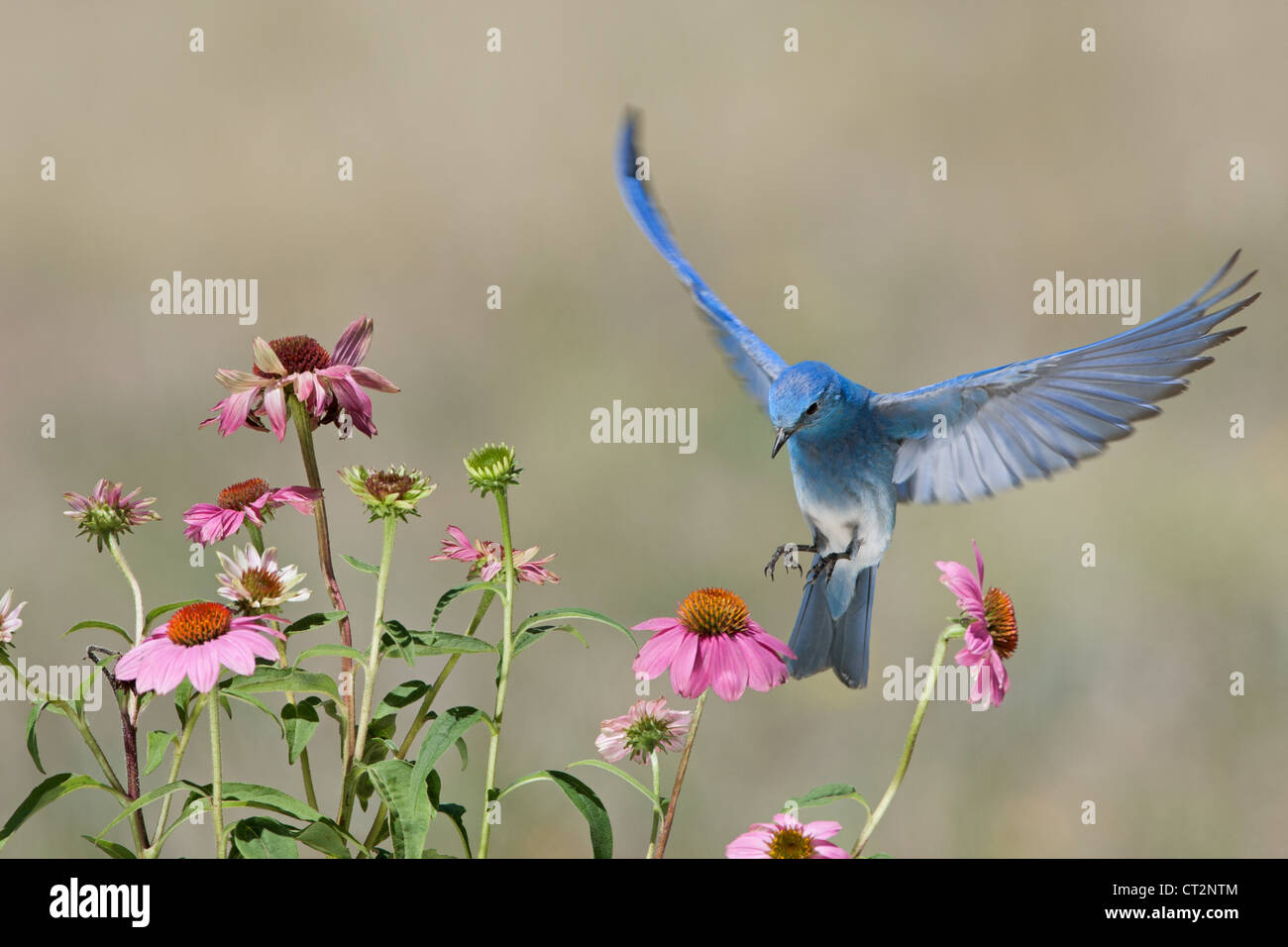 Oiseaux En Vol Stationnaire Photos Oiseaux En Vol