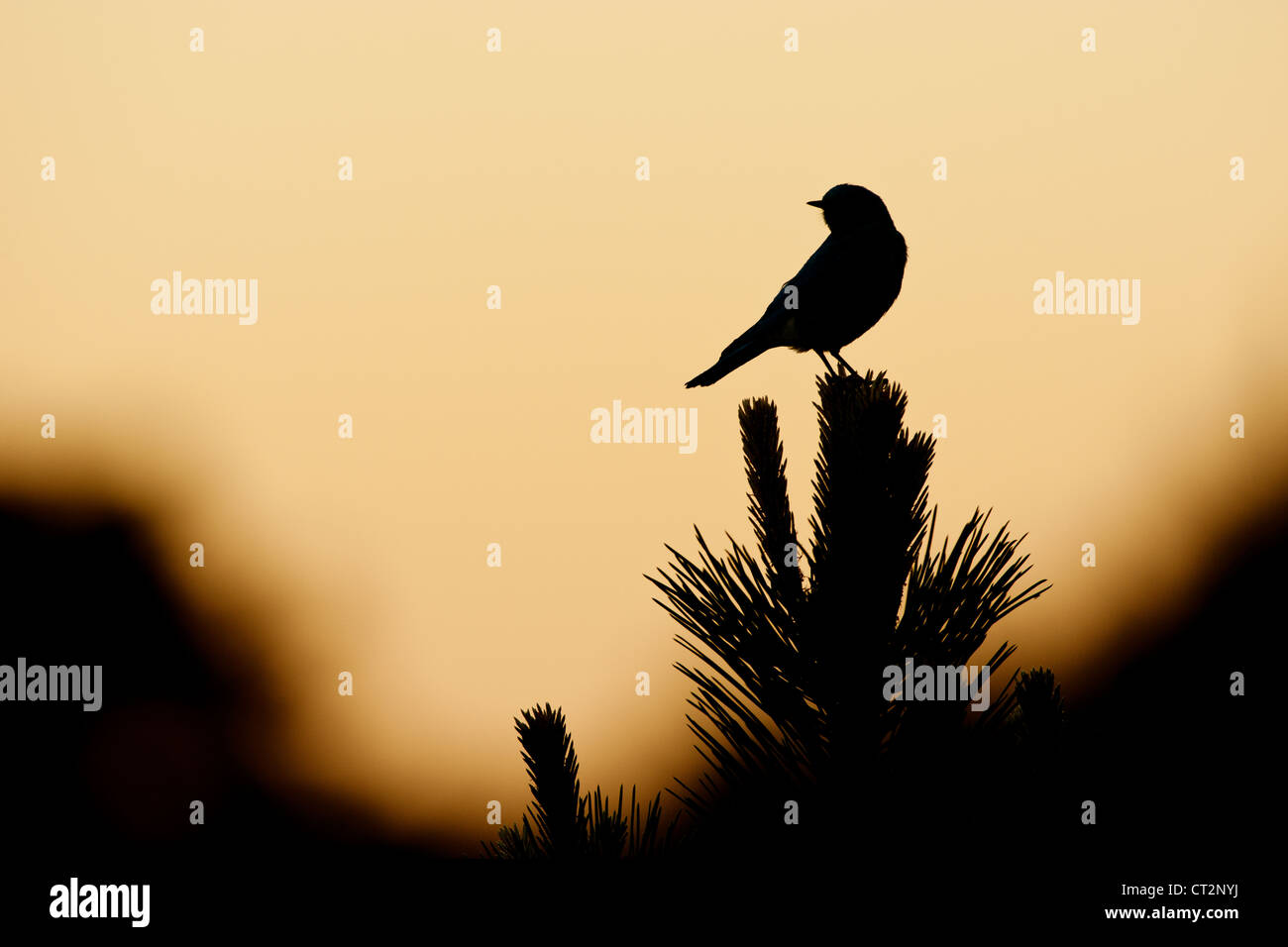 Mountain Bluebird au coucher du soleil dans le parc national des montagnes Rocheuses oiseau songbird silhouette ornithologie nature Banque D'Images