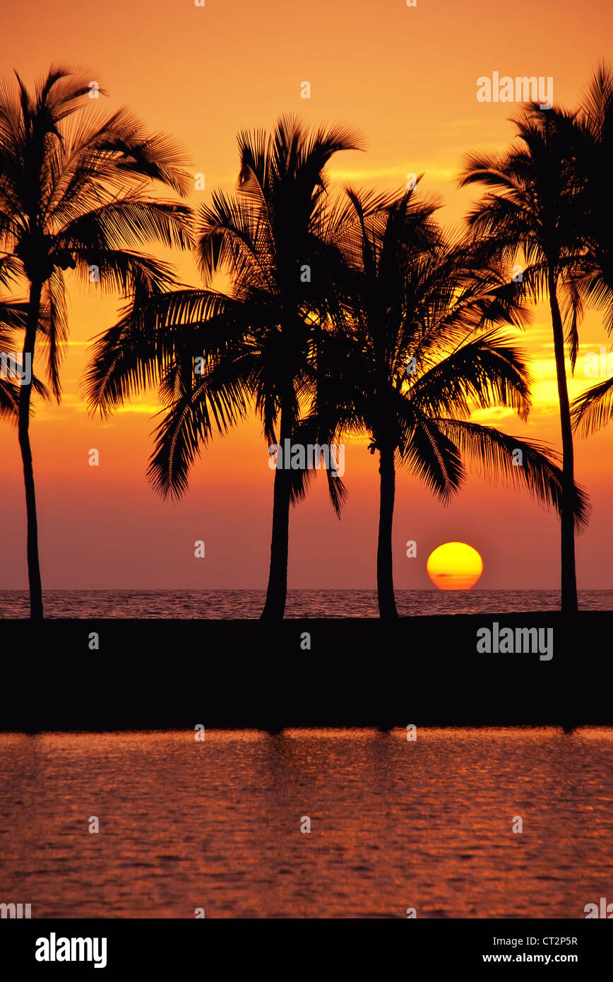 Hawaiian palm tree sunset sur l'île Big, Anaehoomalu Bay Banque D'Images