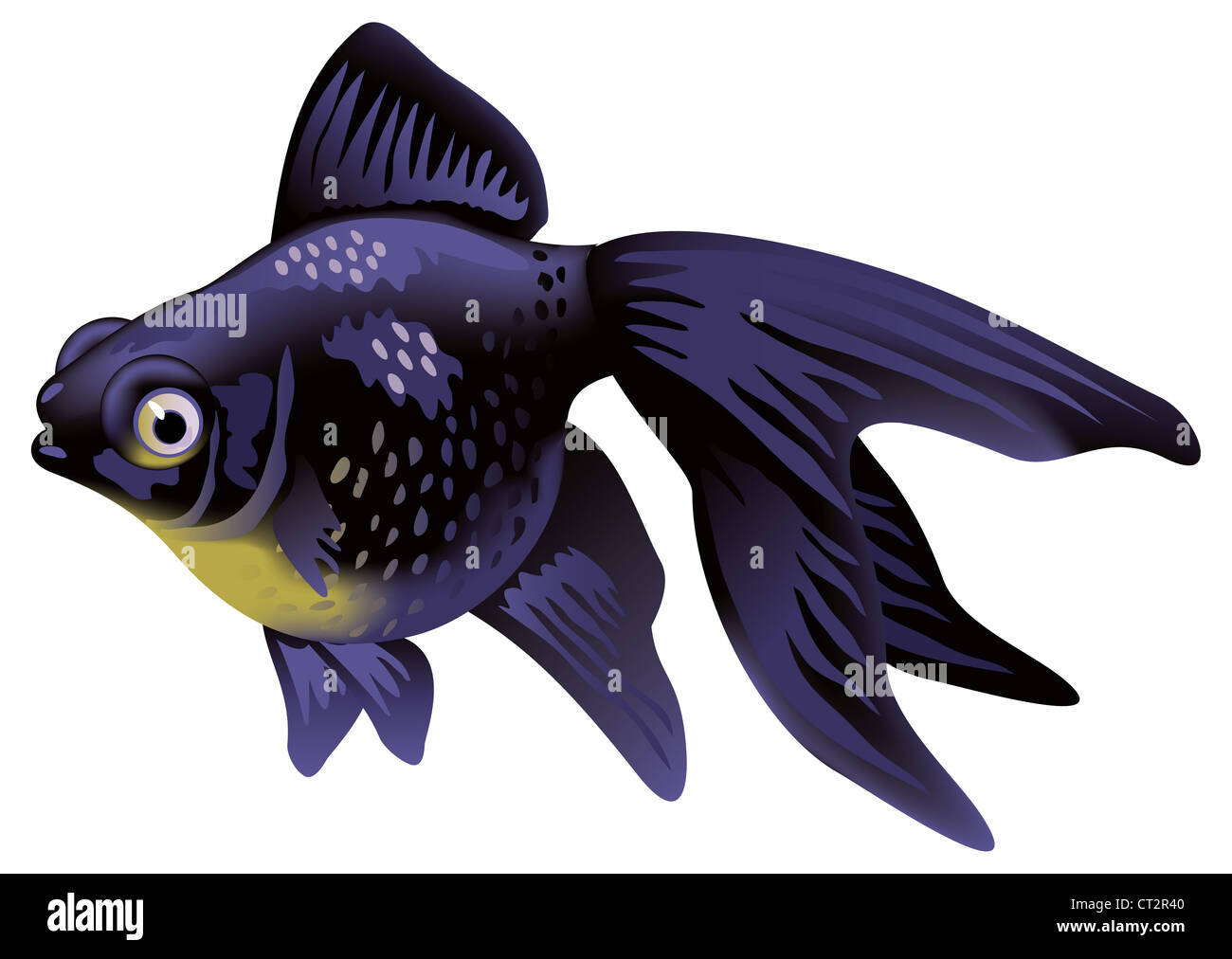 Goldfish Aquarium télescope. Vector illustration naturaliste. Banque D'Images