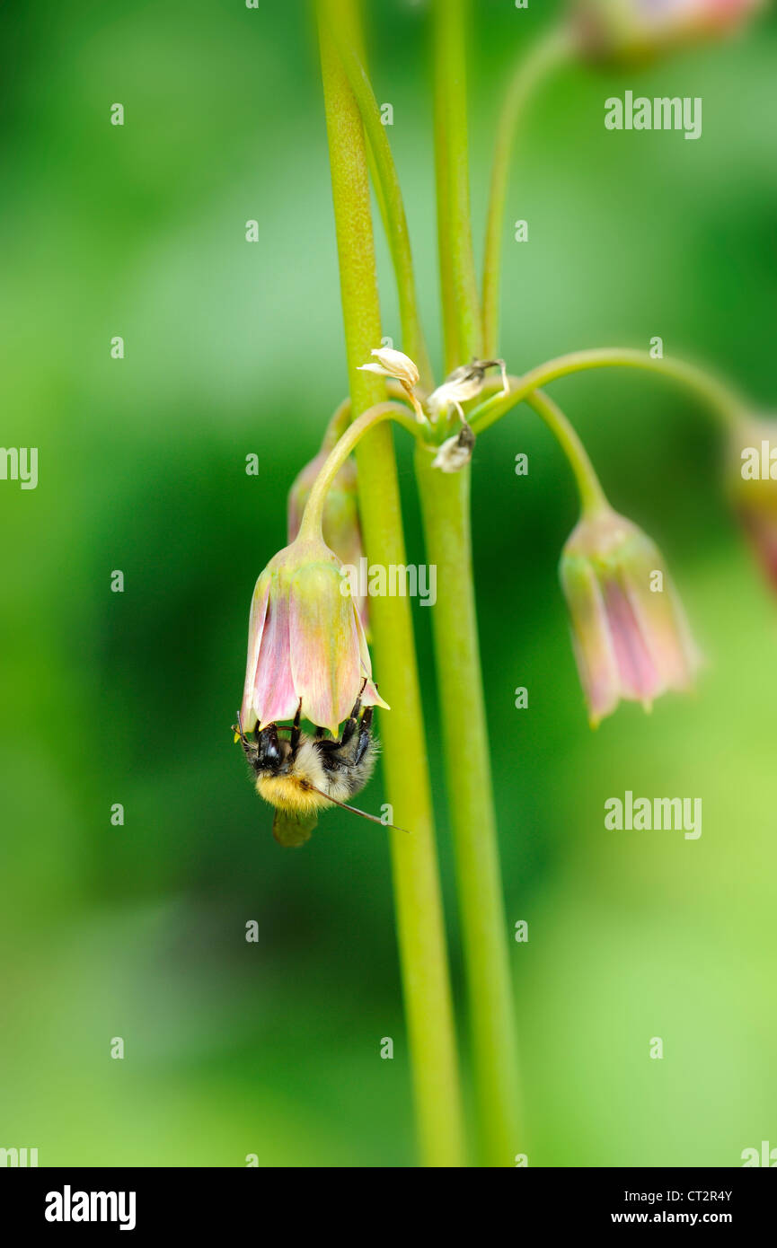 Bourdon spp, se nourrissant de plantes ornementales, fleurs d'allium Allium cernuum, Norfolk, Angleterre, juin Banque D'Images