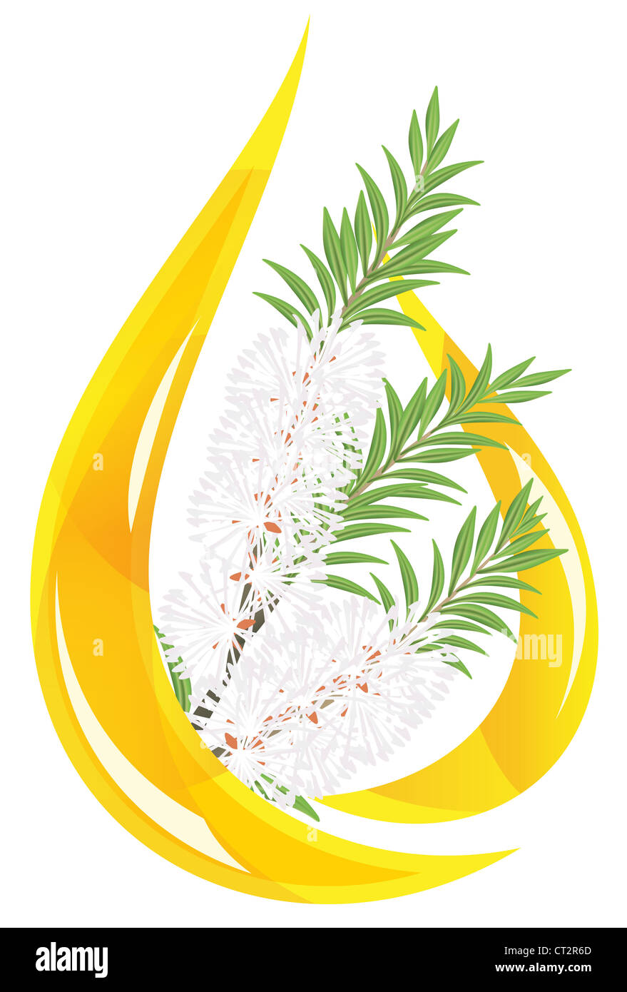 Melaleuca - tea tree. Goutte d'huile essentielle stylisée. Vector illustration. Banque D'Images