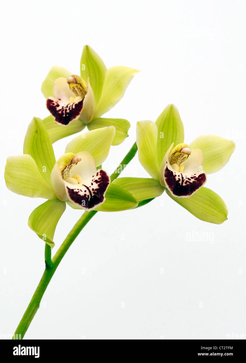 Orchidée Cymbidium, Banque D'Images